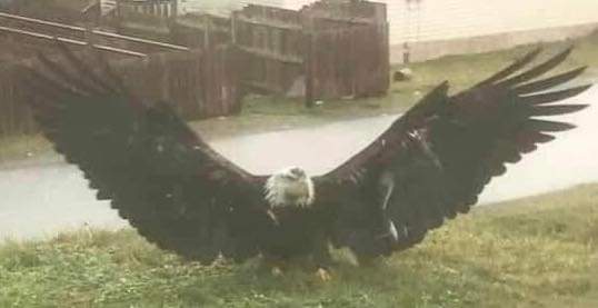 This Giant Eagle was seen in Texas. It's majestic