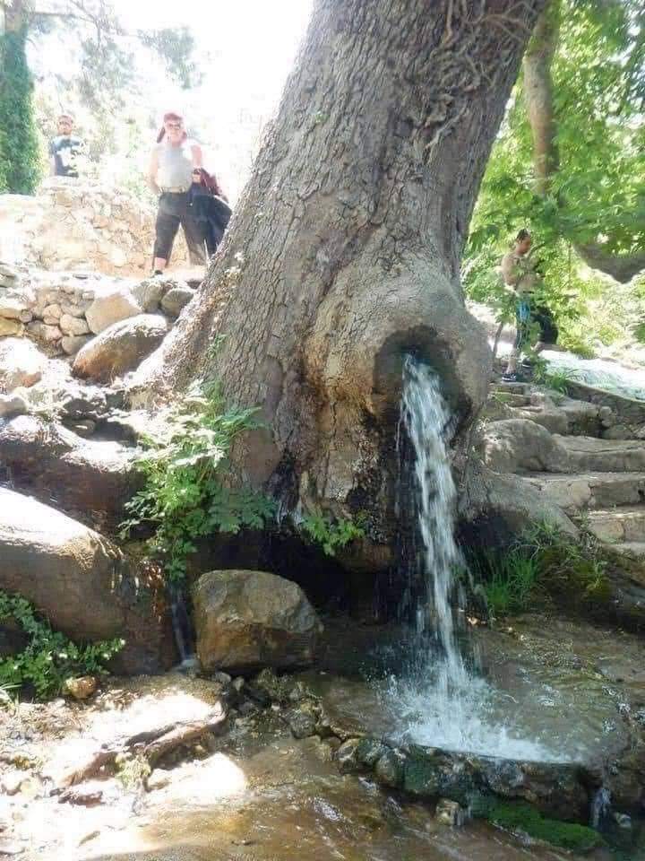 Photo Of The Day  - A spring that flows from a living tree. Wow!