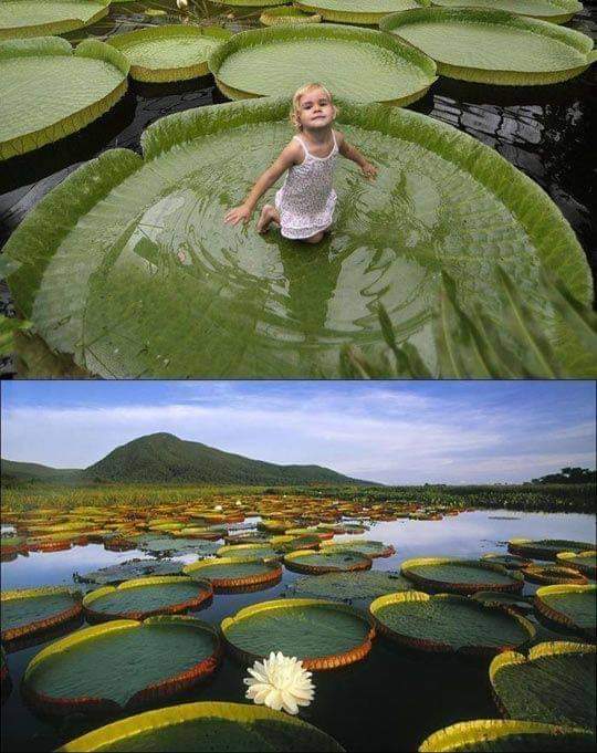 Victoria Amazonica, the giant plant that can support up to 40 kg