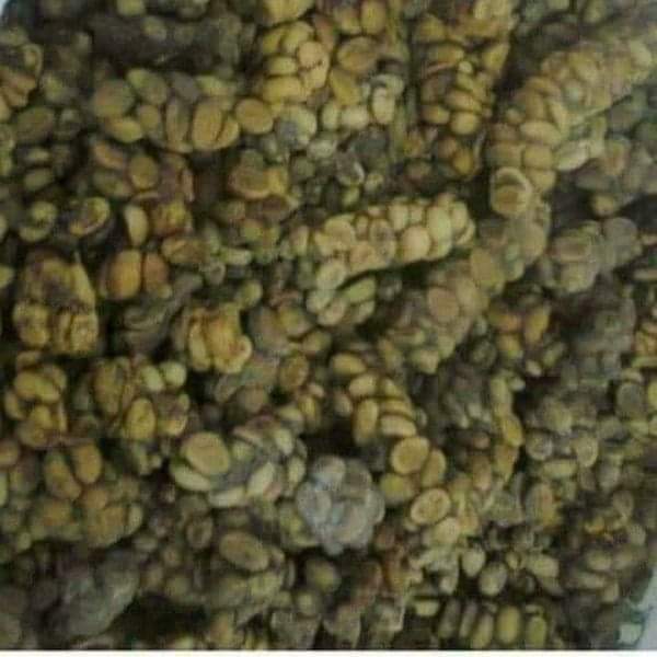 Interesting Story Of The Most Expensive Coffe "Kopi Luwak"