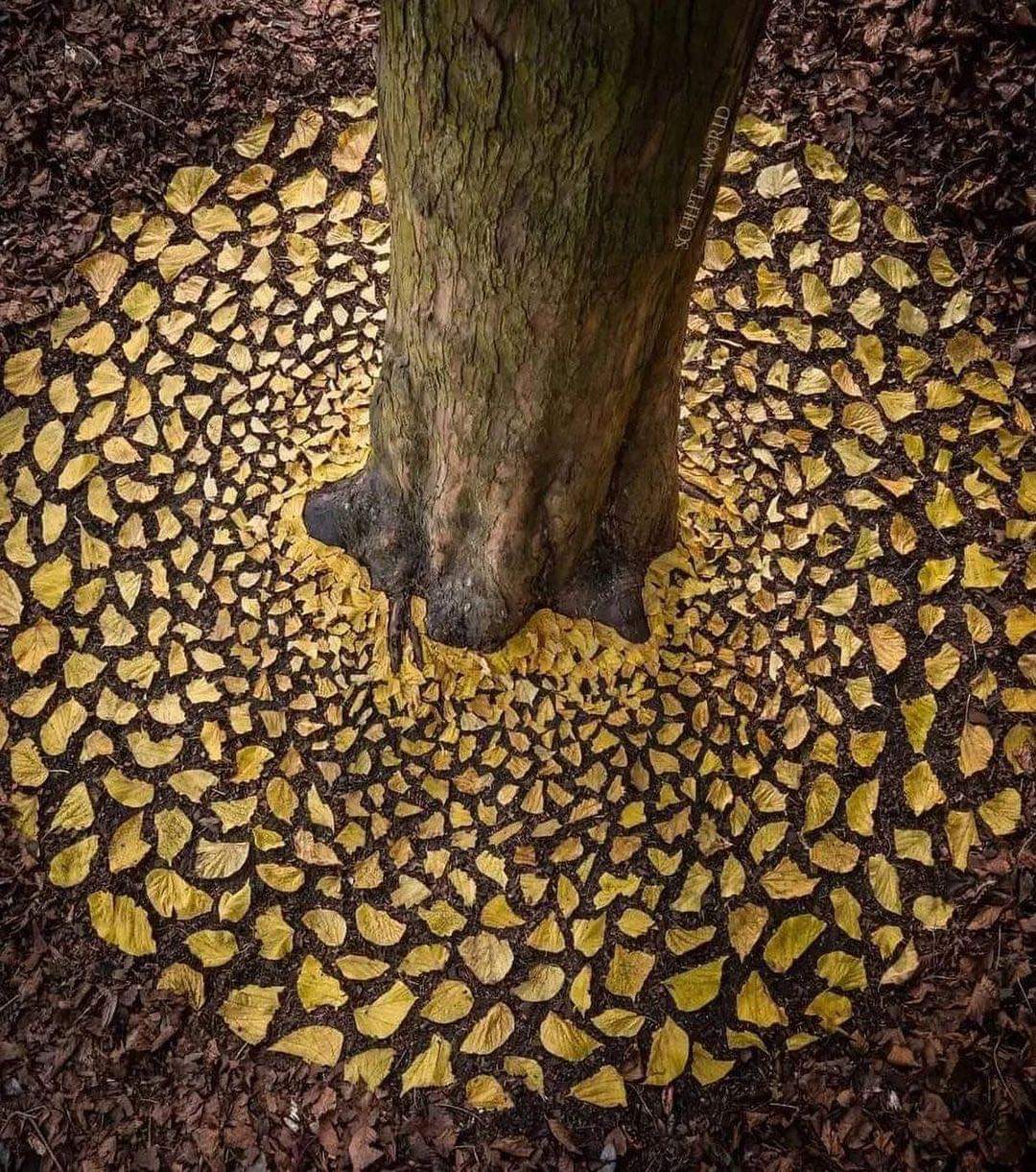 Amazing Leaf Art By Jon Foreman: Sculpt The World (10 Pics)