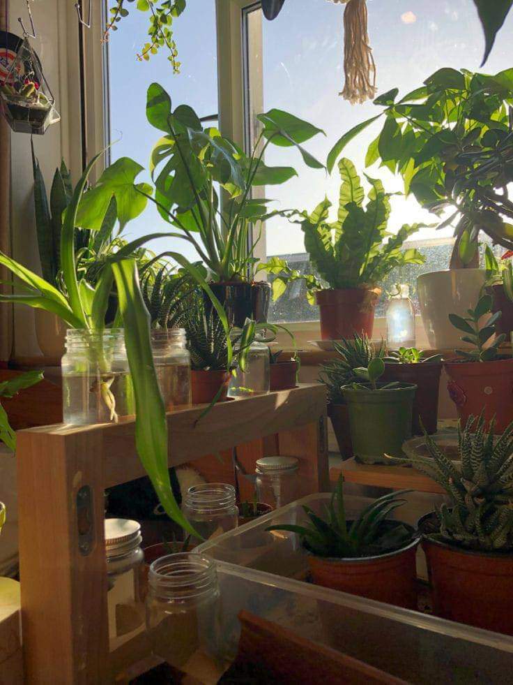 Plants Make Home More Peaceful (10 Pics)