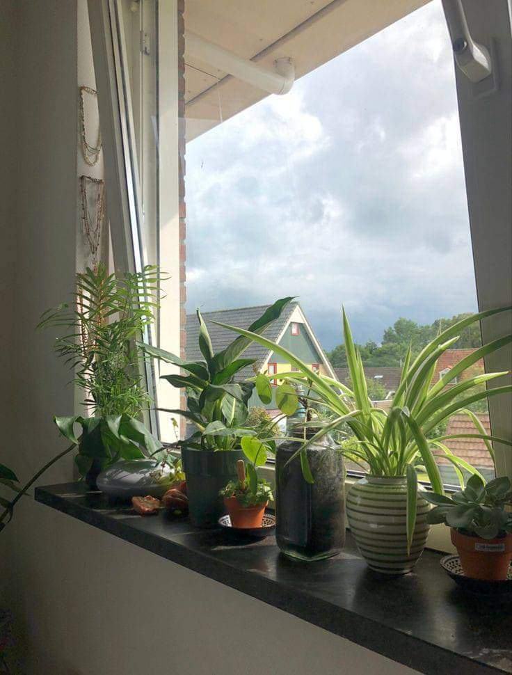 Plants Make Home More Peaceful (10 Pics)