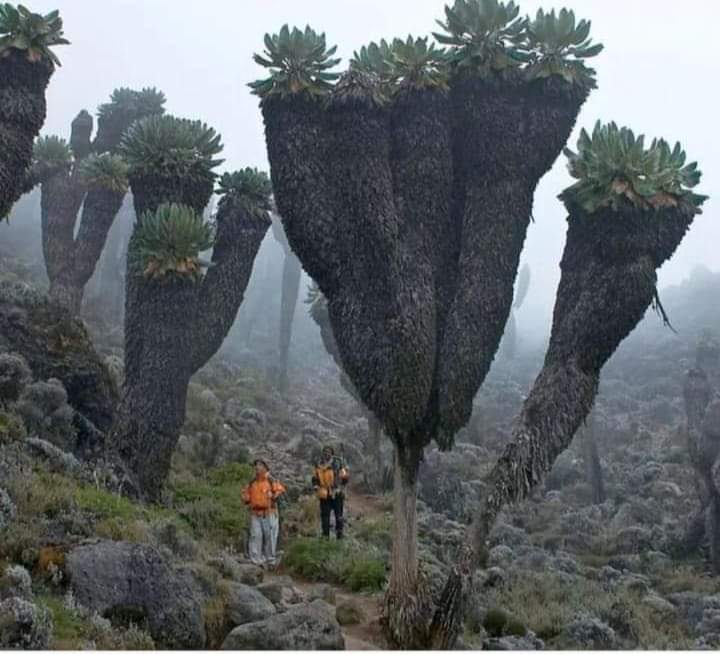 Photo Of The Day  - Giant groundsel, prehistoric plants, found on Mount Kilimanjaro in Africa