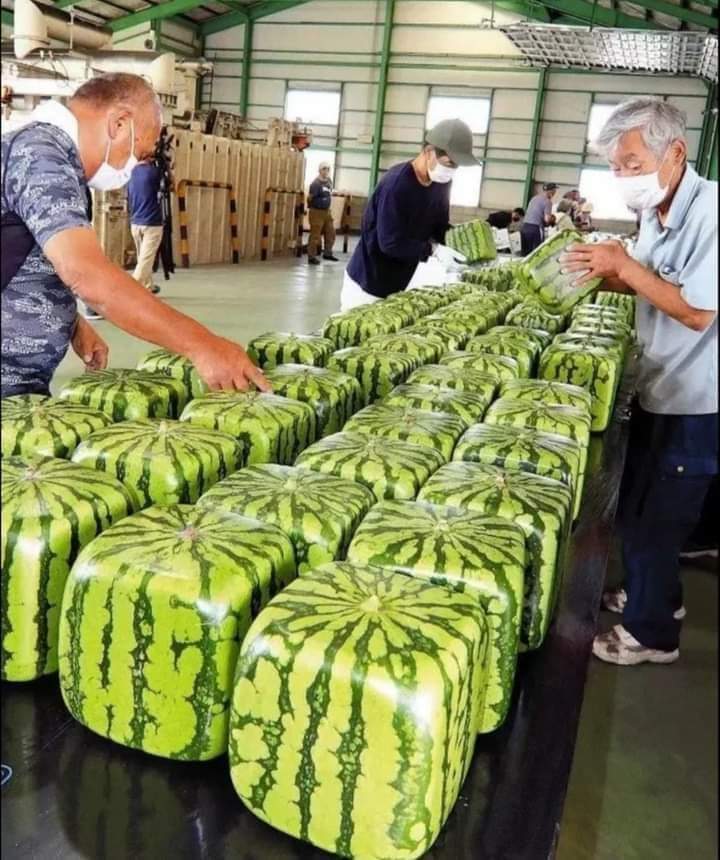 Cube Shaped Watermelons in Japan