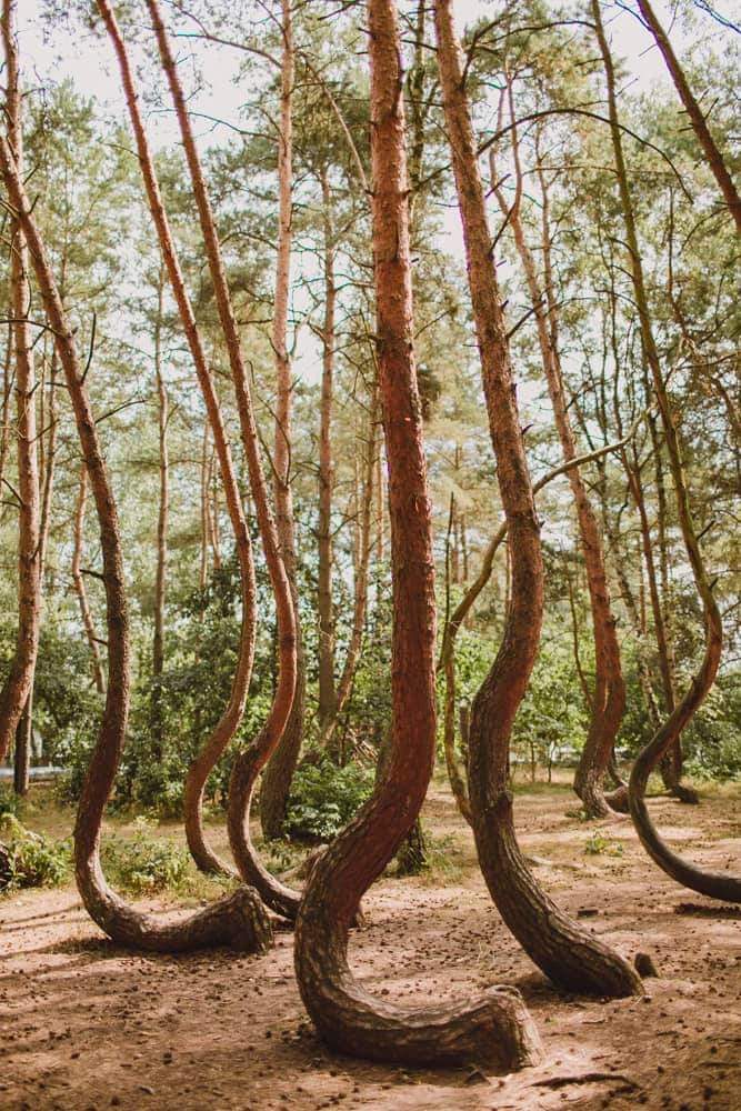 The Crooked Forest Of Poland