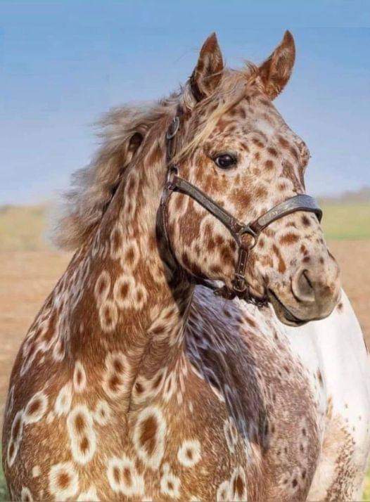 Photo Of The Day  - American Appaloosa Horse
