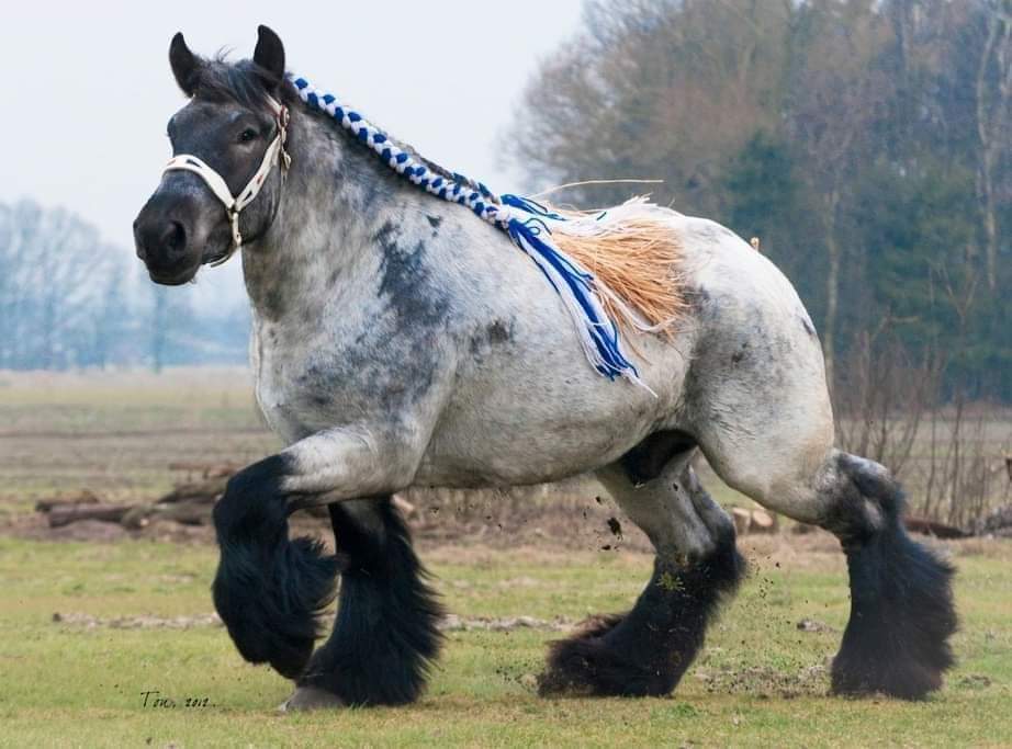 Photo Of The Day  - The Ardenness Draft Horse