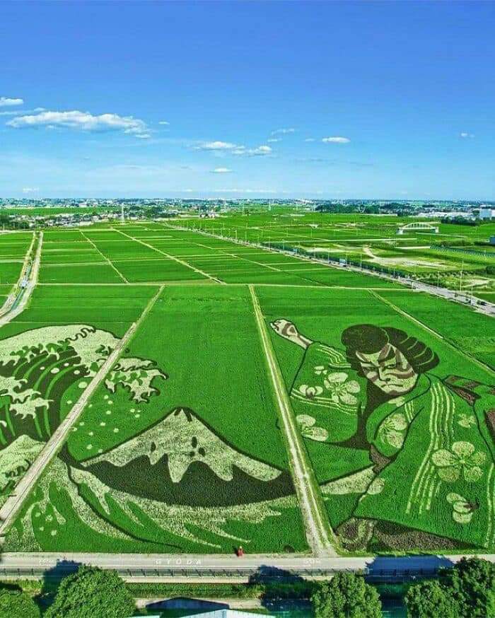 This Japanese Village Creates Massive Rice Paddy Art Every Year