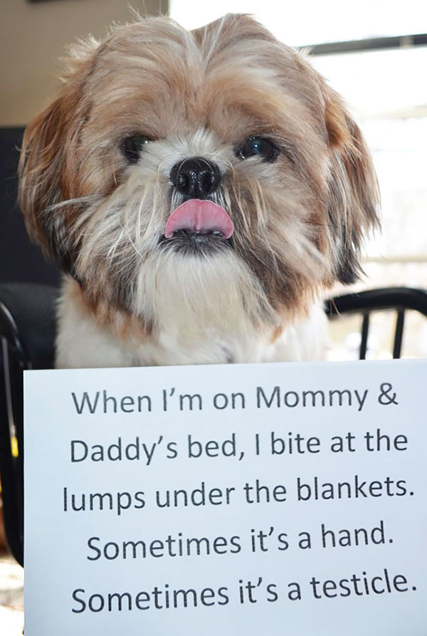 15 Funny Dog Photos Puppies Making Messes
