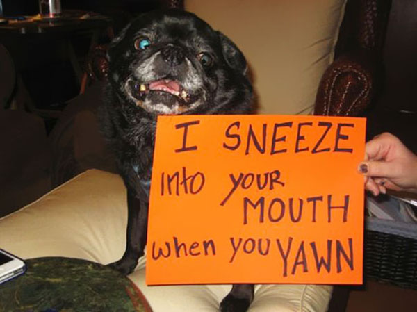 15 Funny Dog Photos Puppies Making Messes