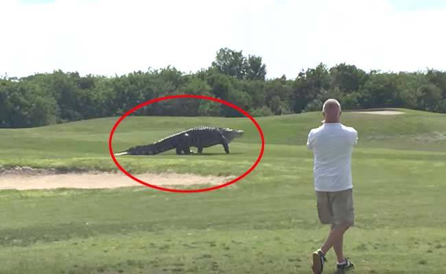 OMG - Jurassic-Sized Alligator Spotted in a Florida Golf Course 