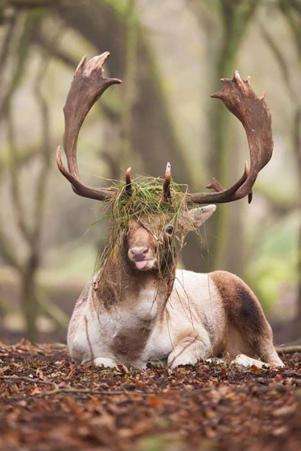Hilariously Unphotogenic Animals (30+ Pics)