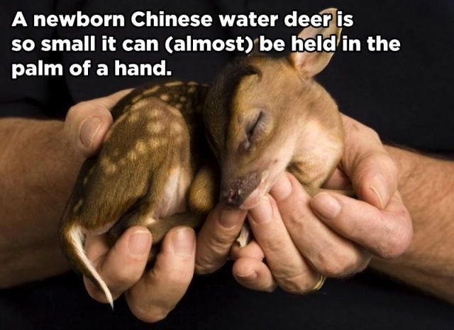 24 Amazing and Interesting facts about animals