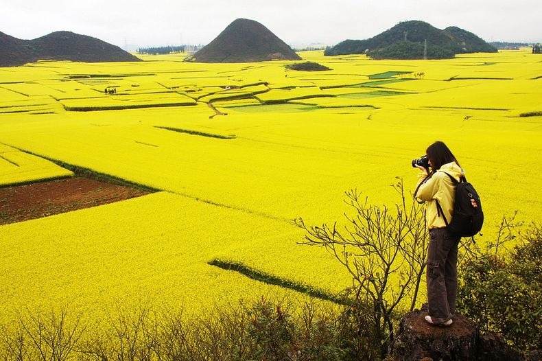 Rapeseed Fields (Canola Flower Fields) in Luoping, China | Discover China