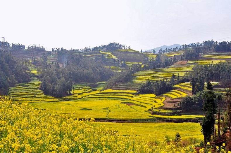 Rapeseed Fields (Canola Flower Fields) in Luoping, China | Discover China