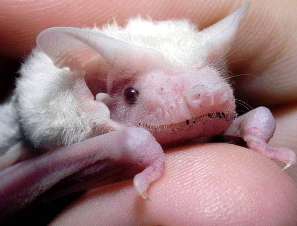 26 Spectacular Rare Albino Animals