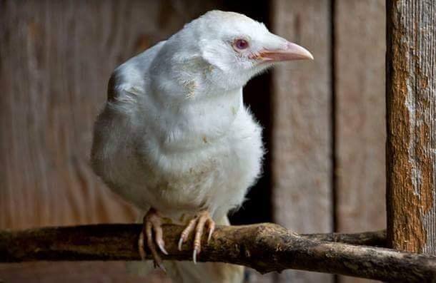 26 Spectacular Rare Albino Animals