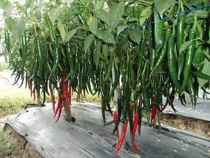 Wow Excellent Agriculture (30 Pics)