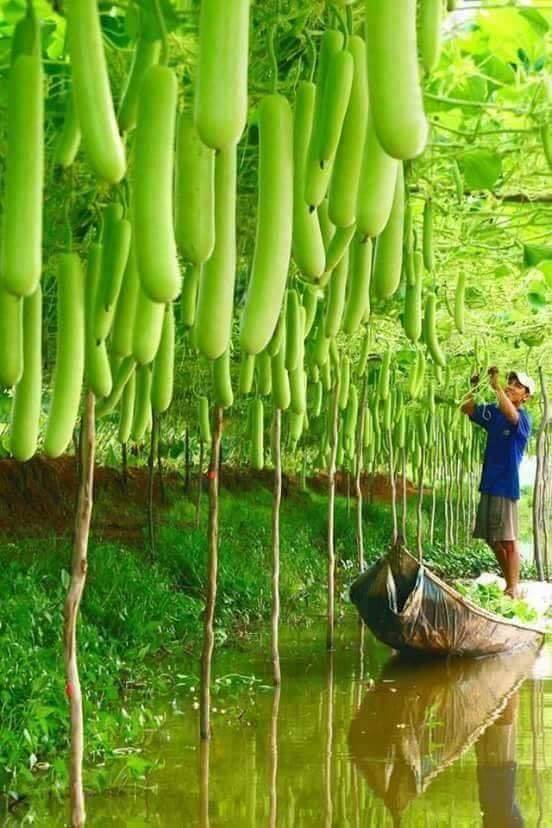 Wow Excellent Agriculture (30 Pics)