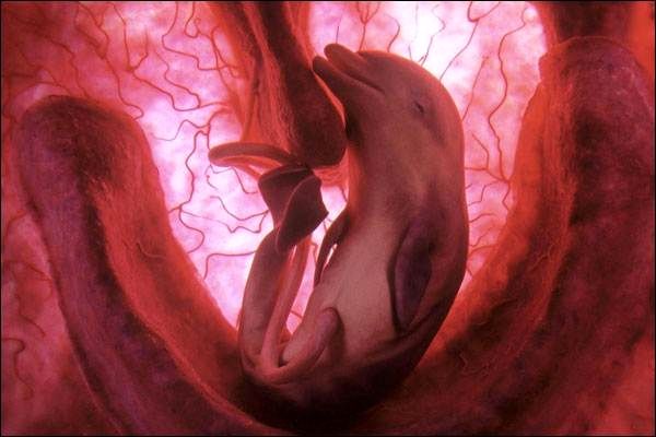 10 Incredible Photos of Animals In The Womb