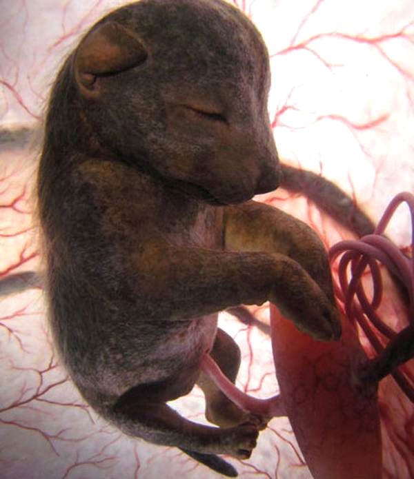 10 Incredible Photos of Animals In The Womb