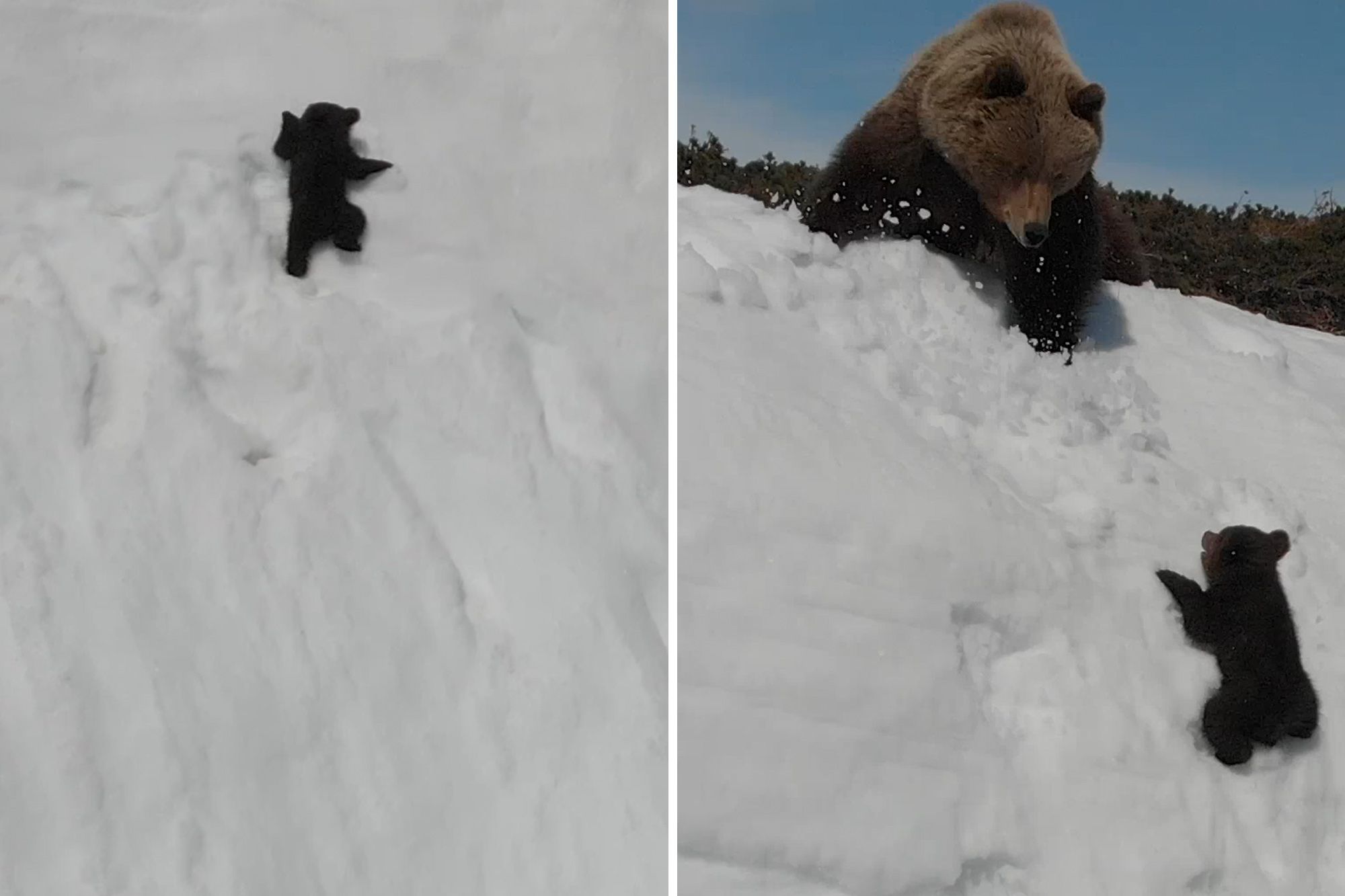 We could all learn a lesson from this baby bear: Look up & don't give up.