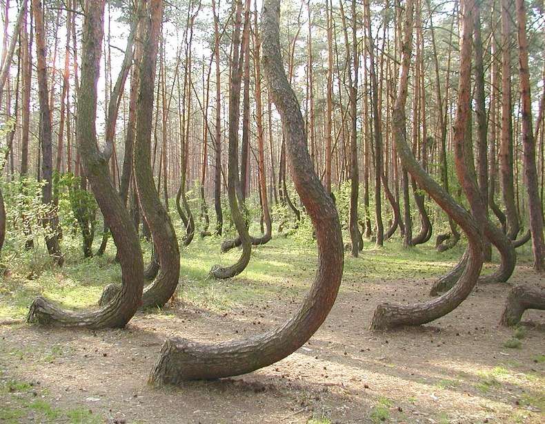 Mysterious Crooked Forest in Poland