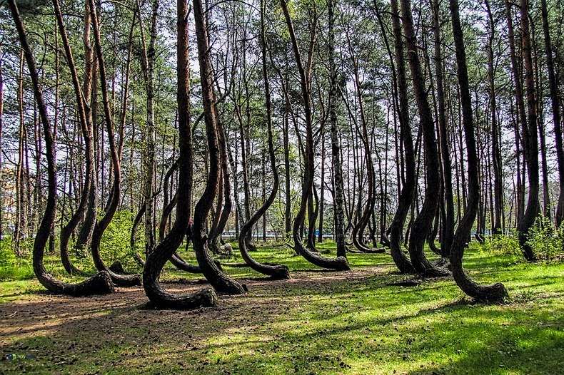 Mysterious Crooked Forest in Poland