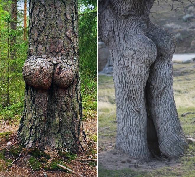 Dirty Mind - Things That Totally Look Like (20 Pics)