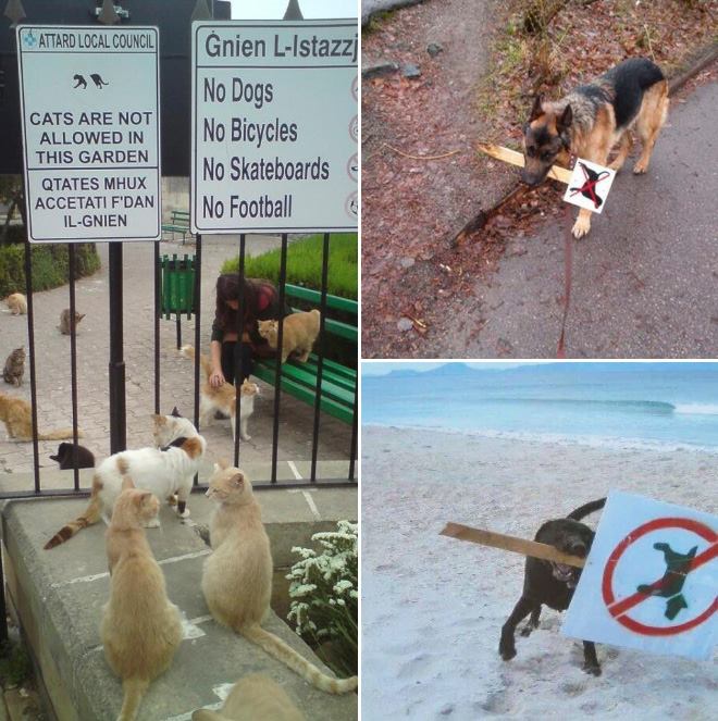Funny Animals: 25 Animals Who Don’t Care About Stupid Human Rules