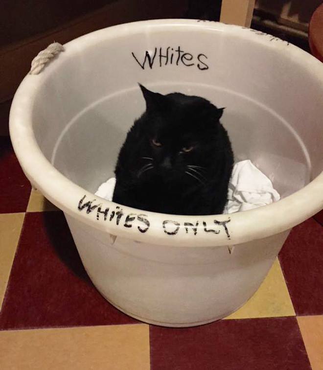 Funny Animals: 25 Animals Who Don’t Care About Stupid Human Rules