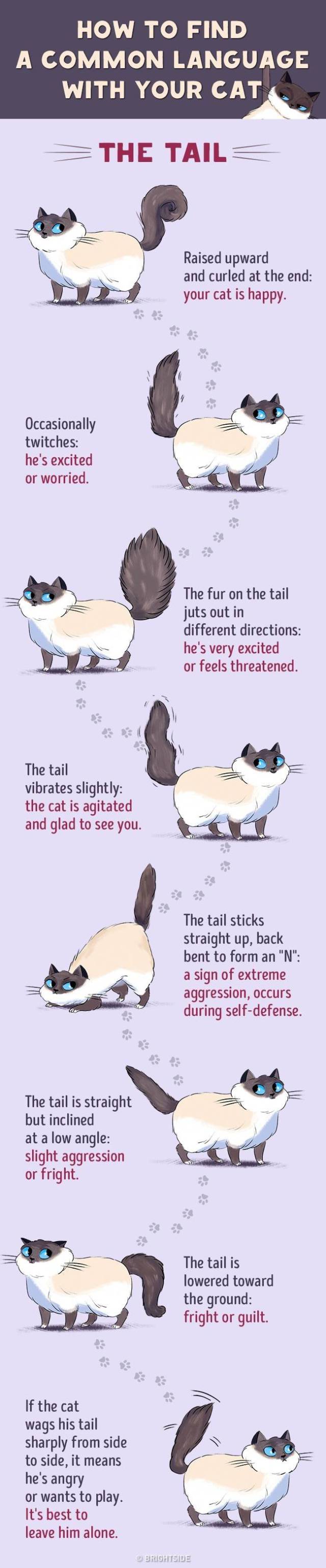 Here’s How You Can Understand Your Cat Better (6 pics)