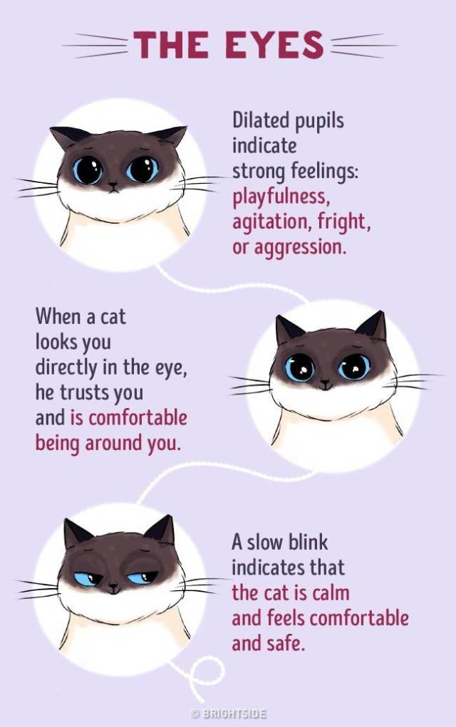 Here’s How You Can Understand Your Cat Better (6 pics)