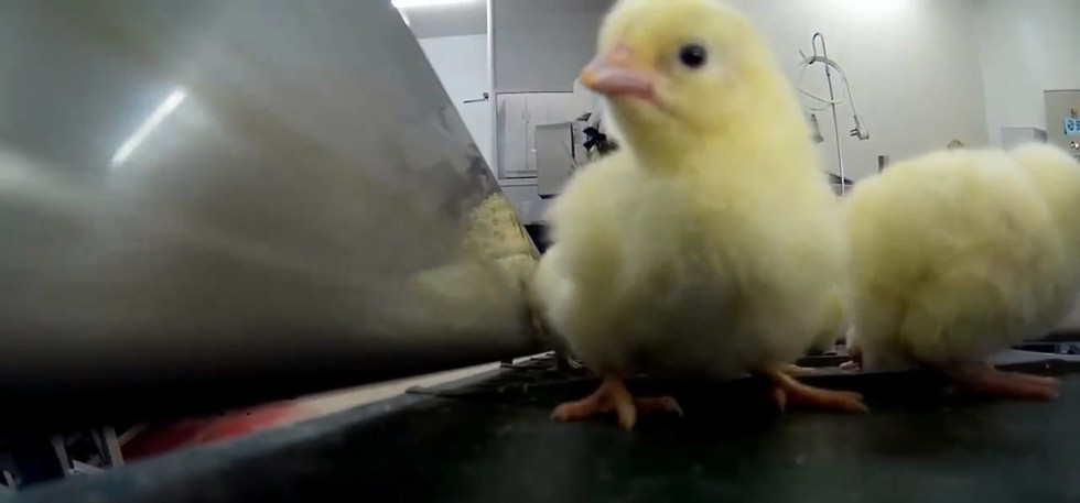 Save the Chicks - Through Their Eyes! This Heart Breaking video was shot in an Israeli Meat factory and shows the whole process from the bird's POV ‪‬
