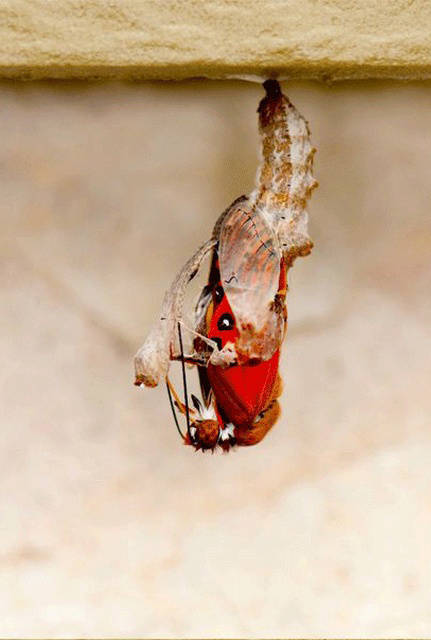 How A Butterfly Is Born - The Lifecycle of a Butterfly  in 10 pics