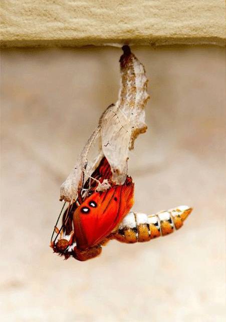 How A Butterfly Is Born - The Lifecycle of a Butterfly  in 10 pics