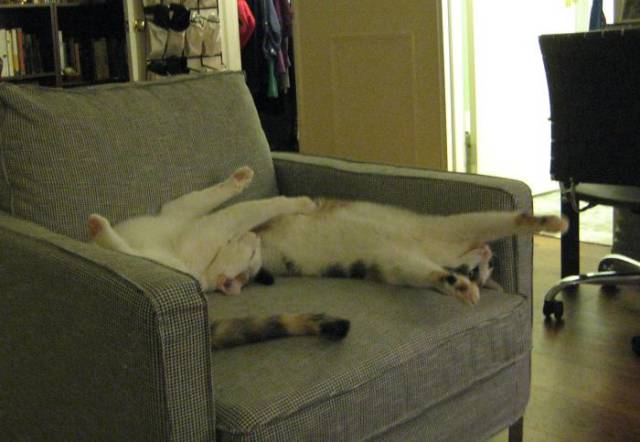 It’s Unbelievable How These Cats Are Perfectly Synchronized (13 pics)