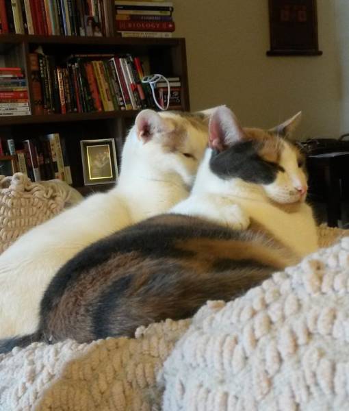 It’s Unbelievable How These Cats Are Perfectly Synchronized (13 pics)