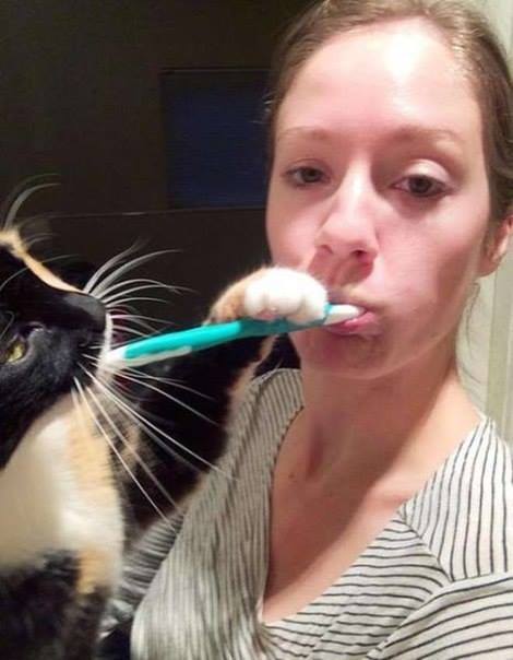 Life With Cats - The Funny Reality Of Owning A Cat (10 Pics)