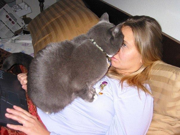 Life With Cats - The Funny Reality Of Owning A Cat (10 Pics)