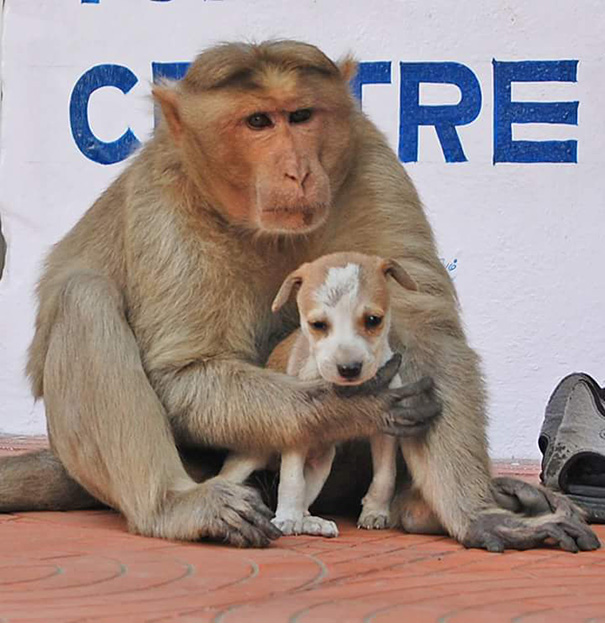 Monkey Adopts A Puppy, Defends It From Stray Dogs