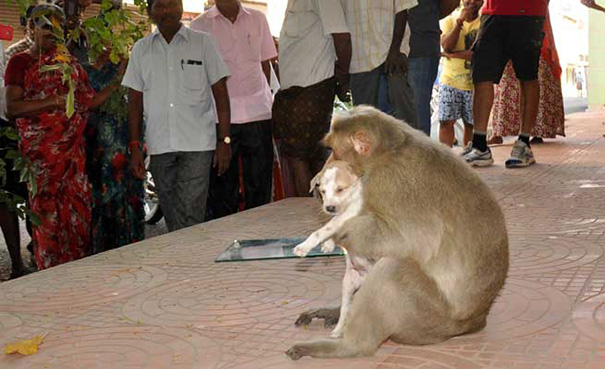 Monkey Adopts A Puppy, Defends It From Stray Dogs