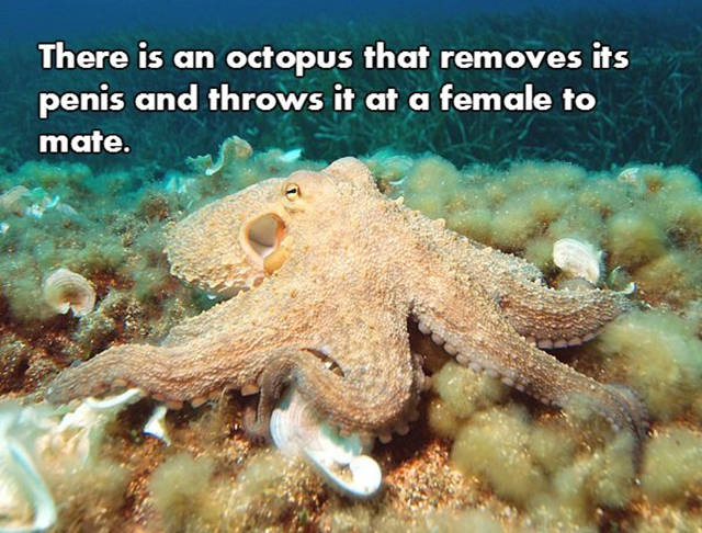 NSFW Facts That Will Blow You Away (18 pics)