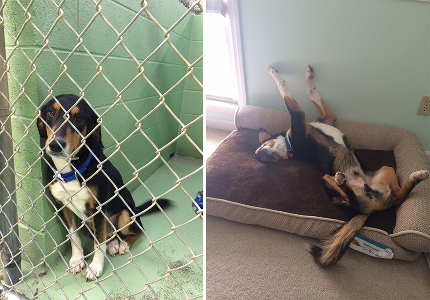 10 Before & After Pics Show The Difference A Day Of Adoption Can Make To A Shelter Pet