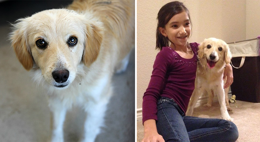 10 Before & After Pics Show The Difference A Day Of Adoption Can Make To A Shelter Pet