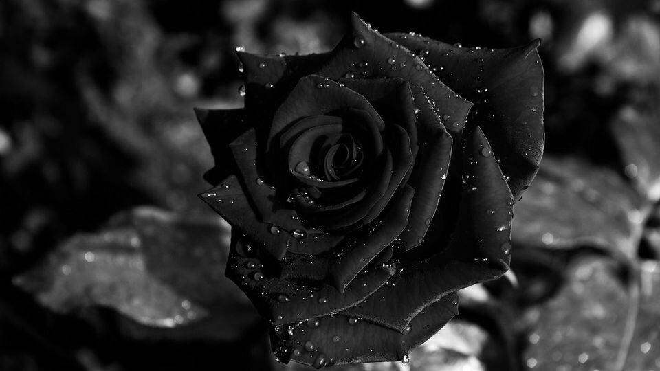 Unique Rare Black Rose - The Only Place Where It Can Be Found in Turkey (6 Pics)