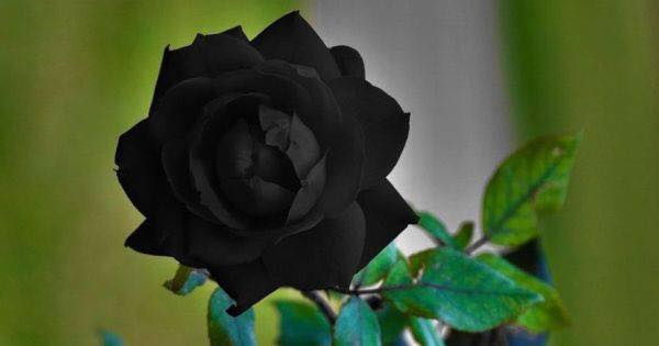 Unique Rare Black Rose - The Only Place Where It Can Be Found in Turkey (6 Pics)
