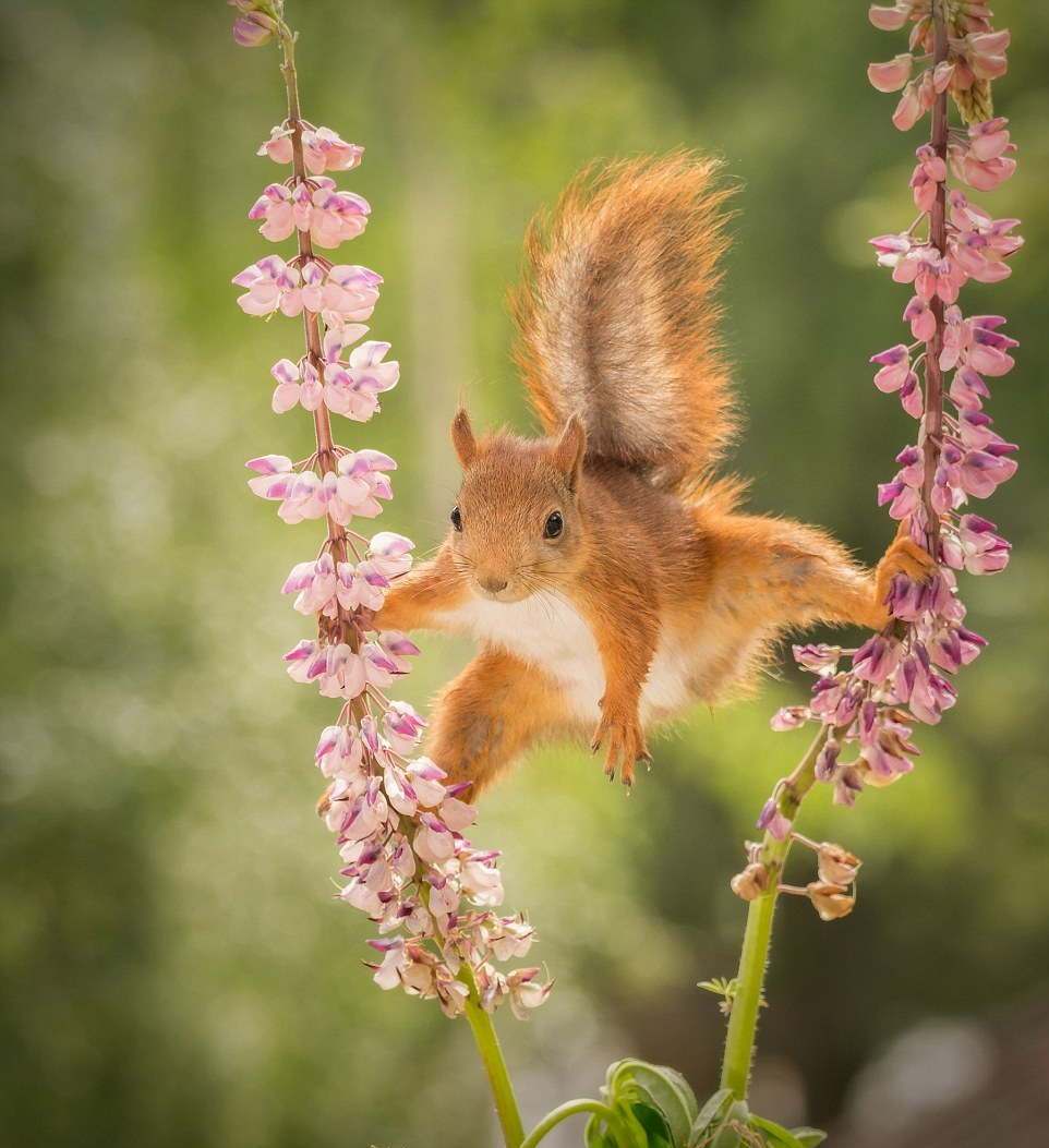 OMG - Adorable Squirrel Showing Off Its Acrobatic Skills