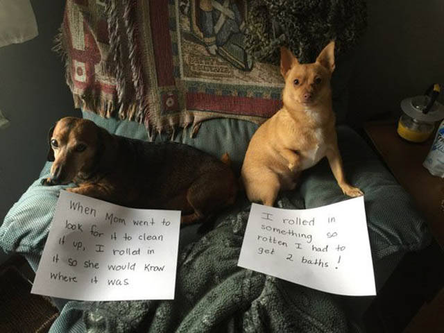 The Ultimate Collection Of Funny Pet Shaming Pics (26 pics)